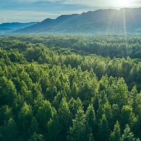 a forest on a clear day with a mountain background