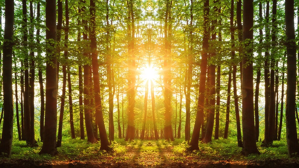 A forest with sunlight shining through the trees in the middle, representing how Iron Mountain’s enterprise IT asset management and remarketing services promotes sustainability.