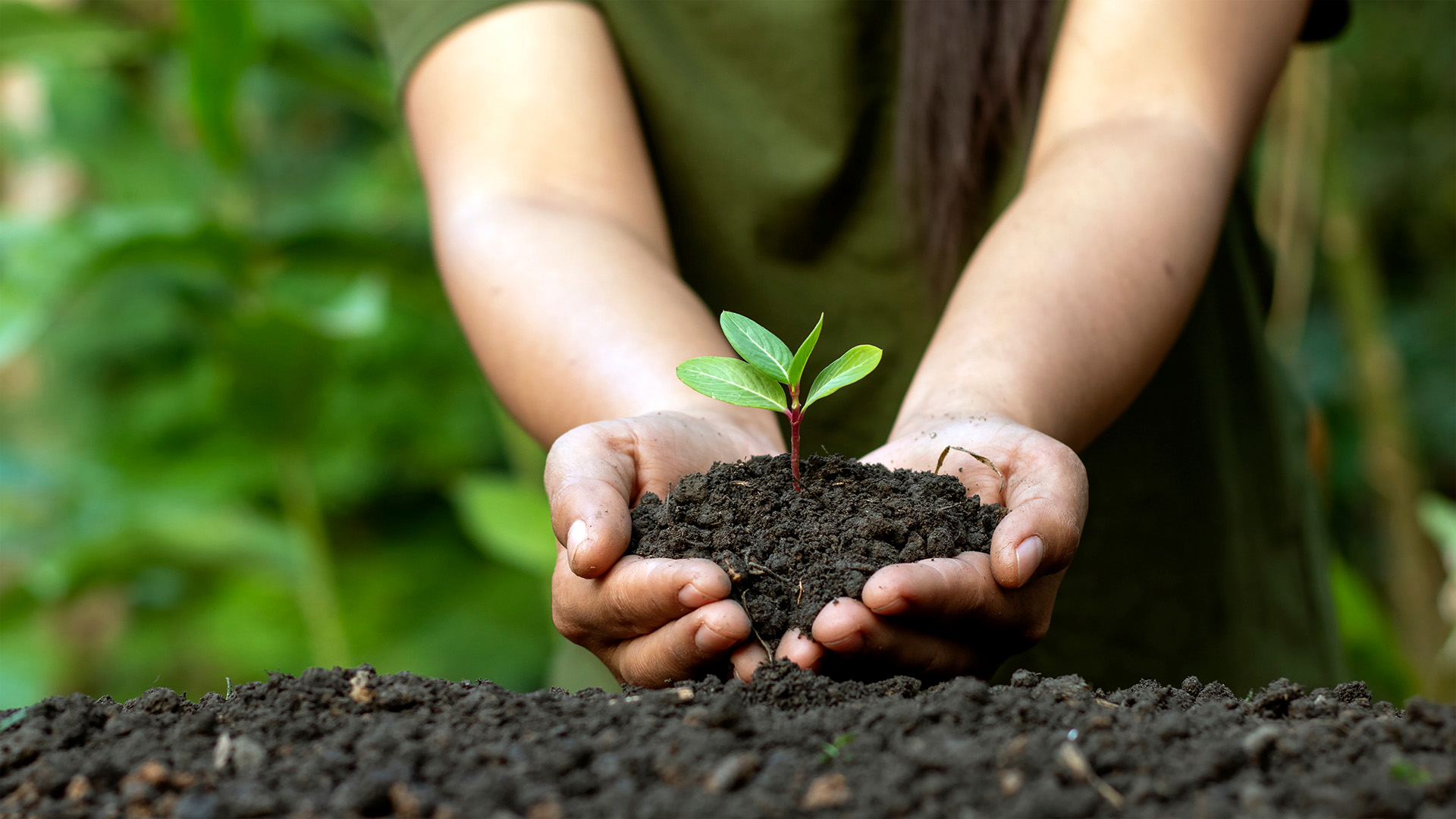 hands in soil, holding small plant