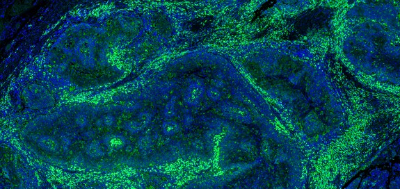 Reduce risk with a strategic approach to digital pathology governance