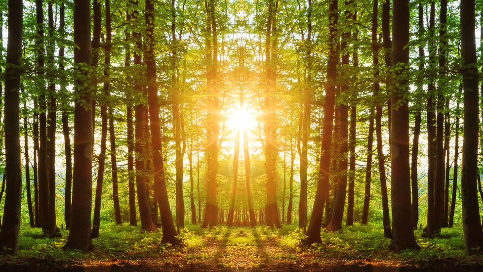 landscape image of a forest with sun shining through trees