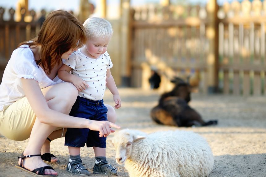 Trips to petting farms – Top tips to avoid falling ill