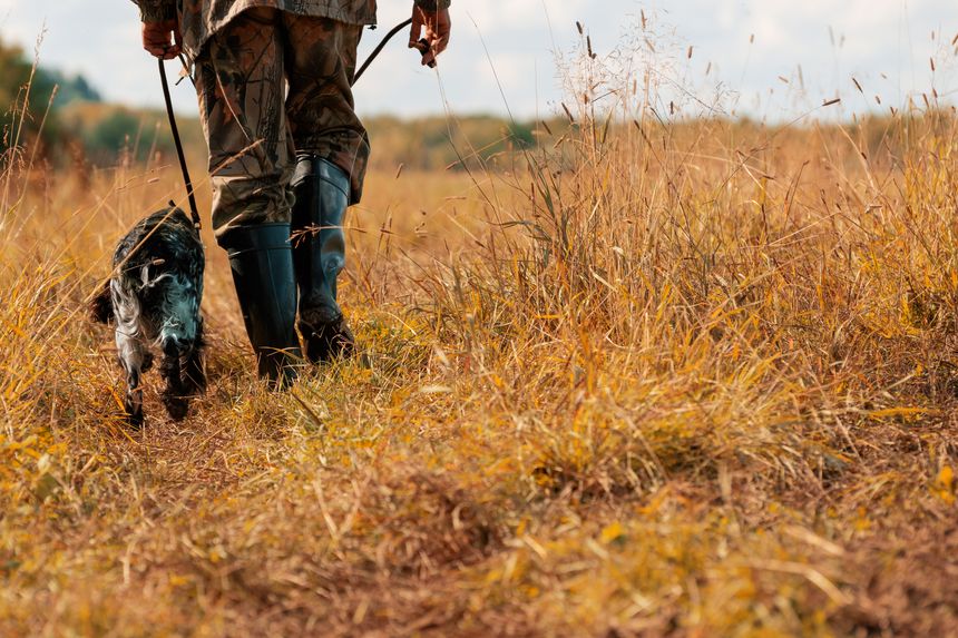 HSE prosecution for injuries caused by cows to dog walker