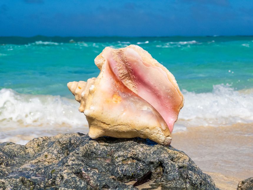 From Conch to Codicil: Law, Legacy and the Collapse of Order in Lord of the Flies