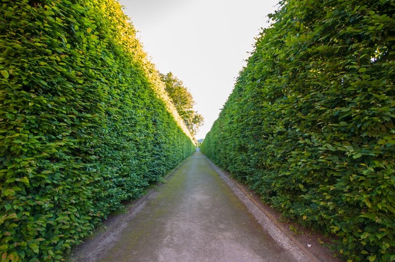 Image of hedges