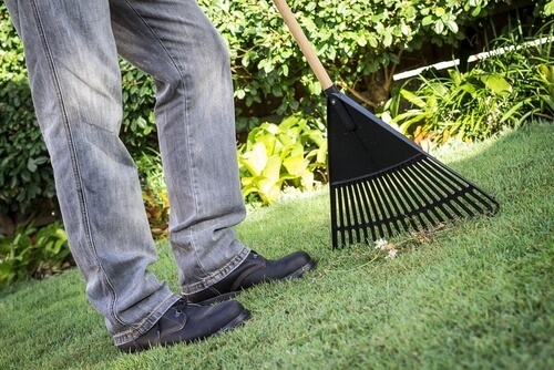 Tidying up the lawn using a Rake.