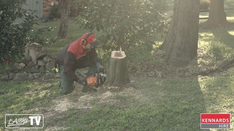 Removing the base of the tree using a Stump Grinder