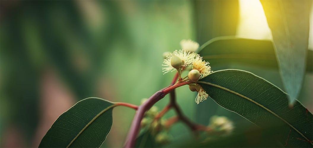 Australia Day wattle branch