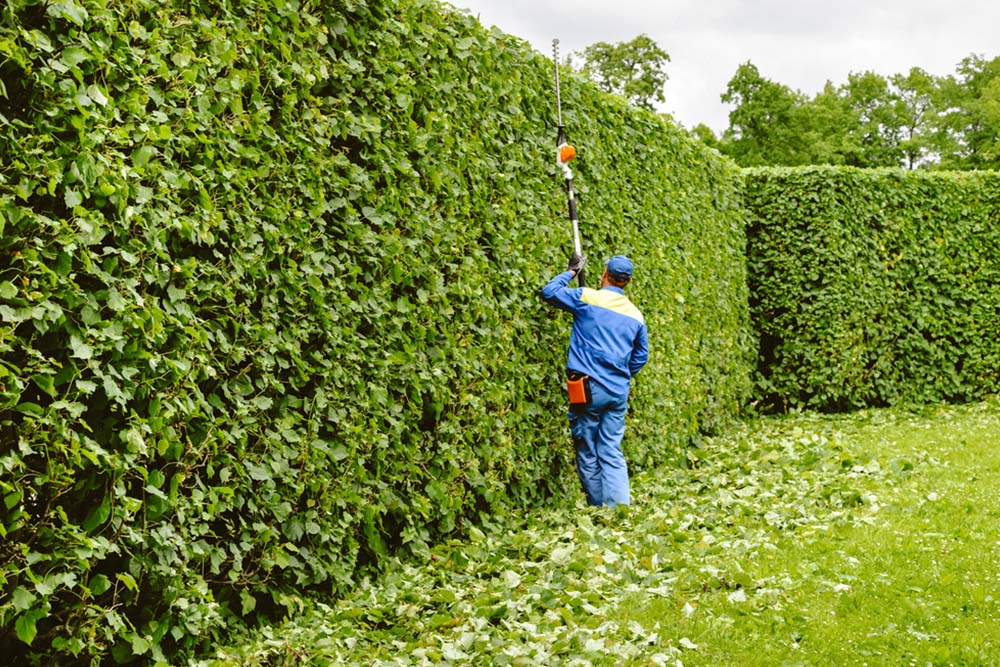 Landscaper trimming a hedge with a long trimmer