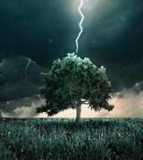 The Case of the Telltale Tree: Digital Sleuthing for Asset Recovery