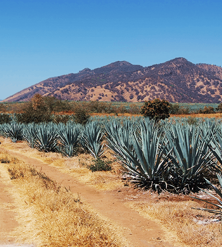 Corporate Corruption Webinar: A Spotlight on Mexico