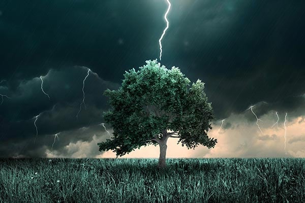 The Case of the Telltale Tree: Digital Sleuthing for Asset Recovery