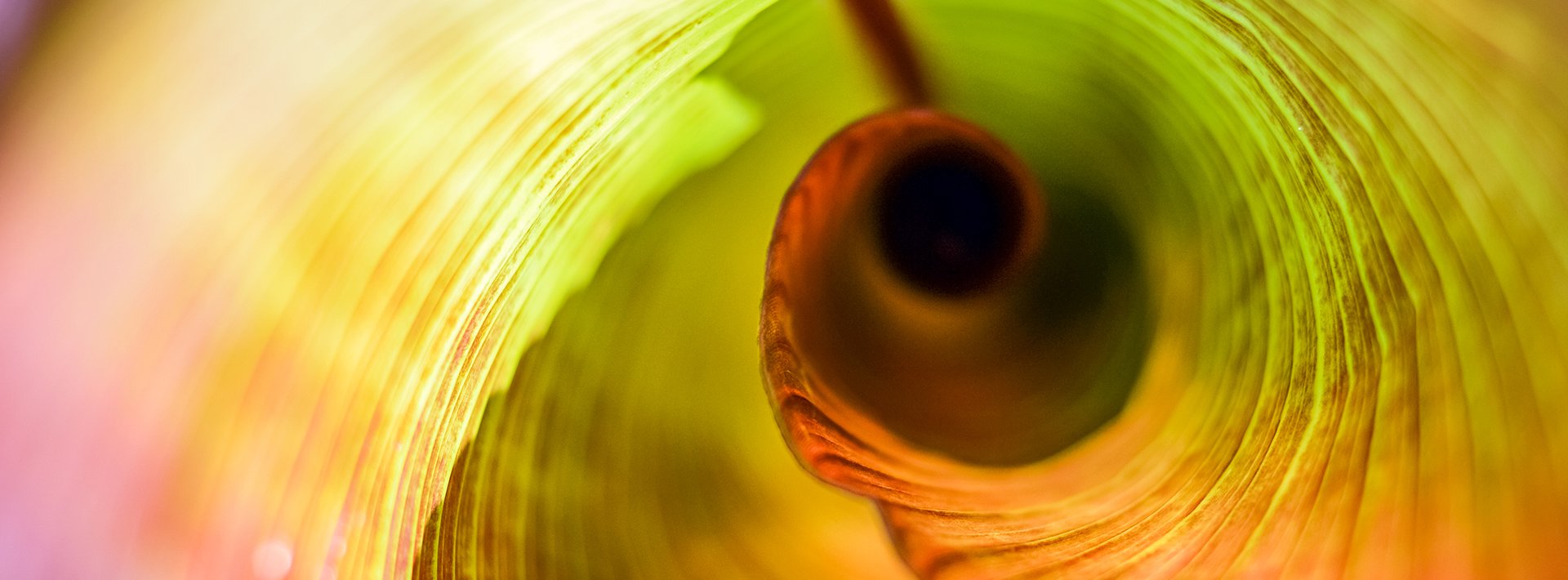 Lewis Silkin Abstract spiral form with an organic grooved surface, transitioning in colour from green into reds and pinks