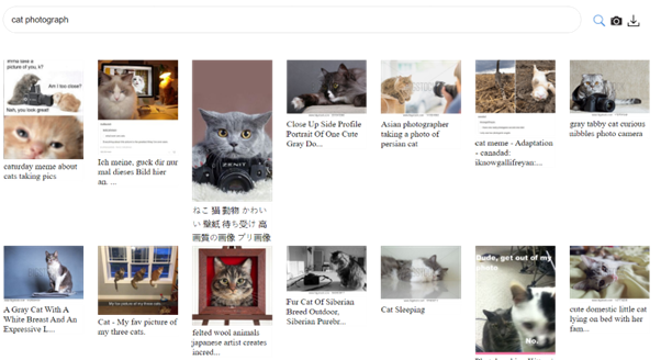 Images of cats