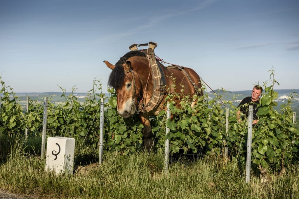 A traditional method of harvesting using horse and carriage.