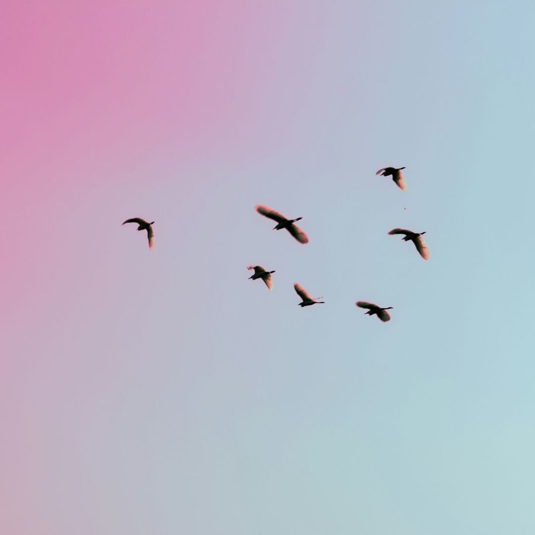 flight of birds