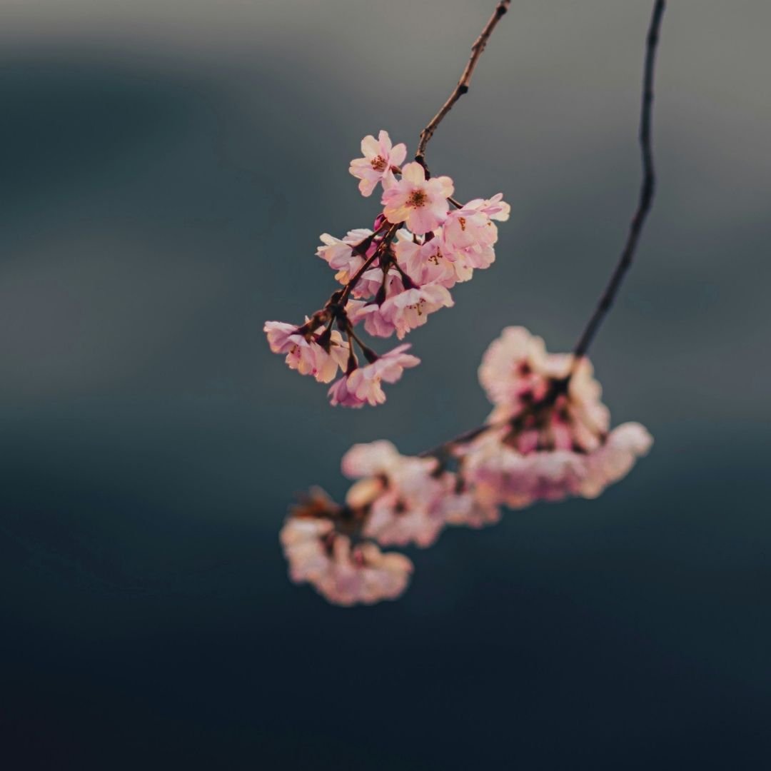 cherry blossom