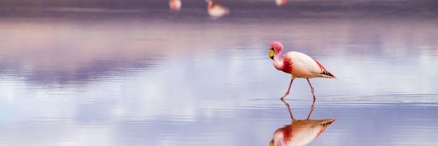 flamingo wading through water