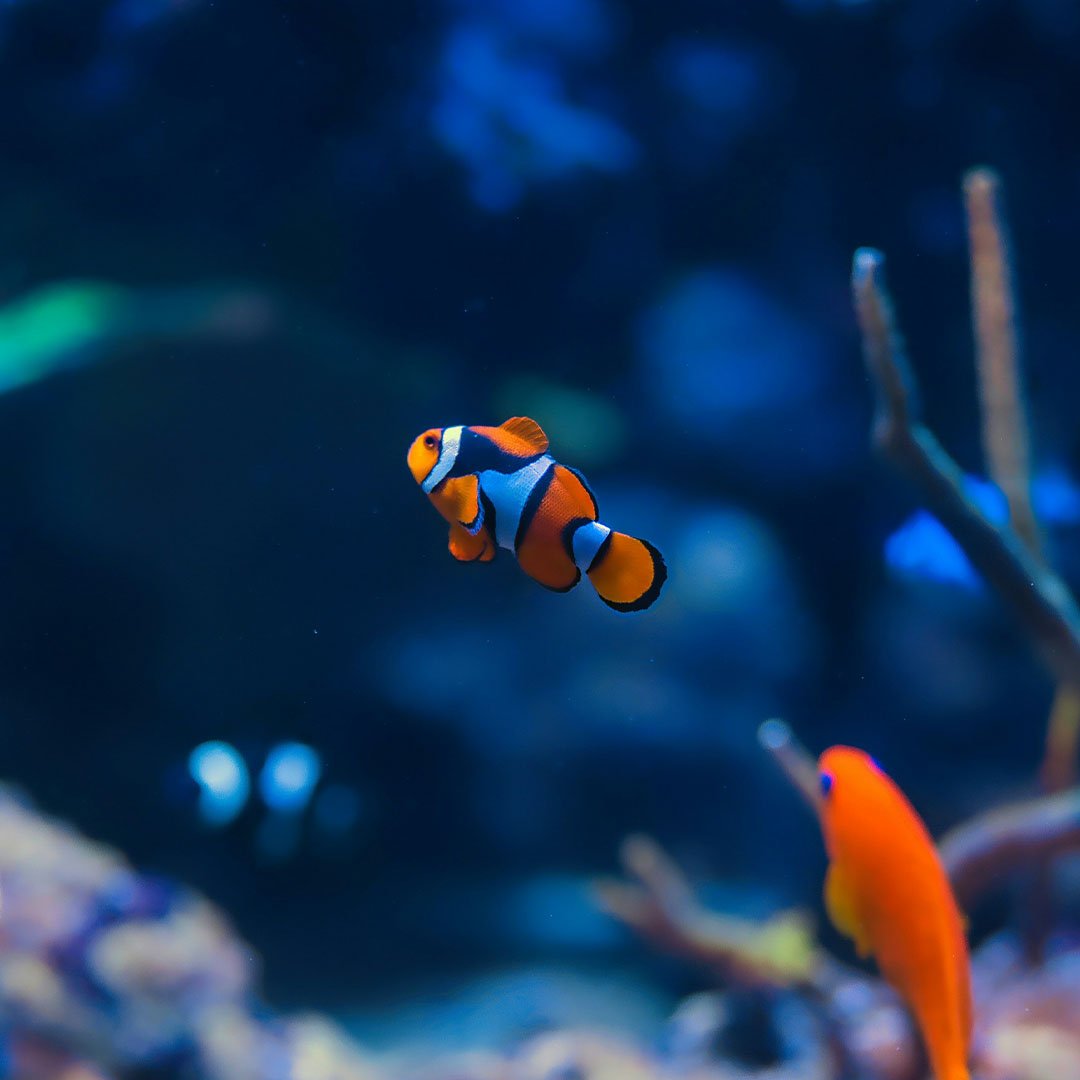 Nemo
