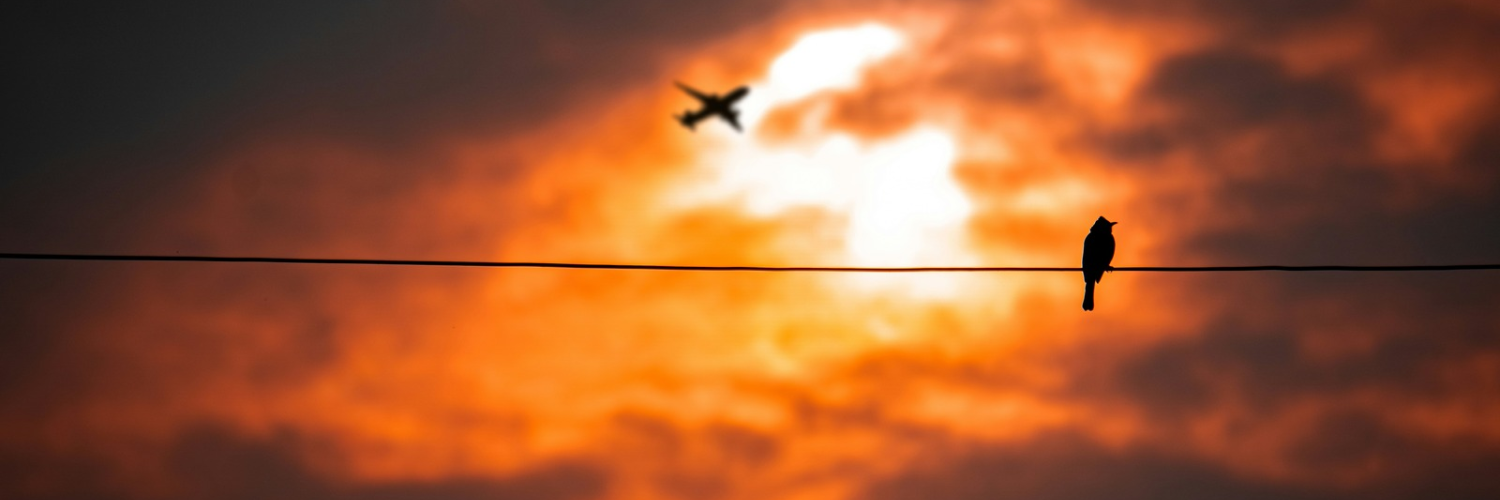 Aeroplane_power line_bird_sunset