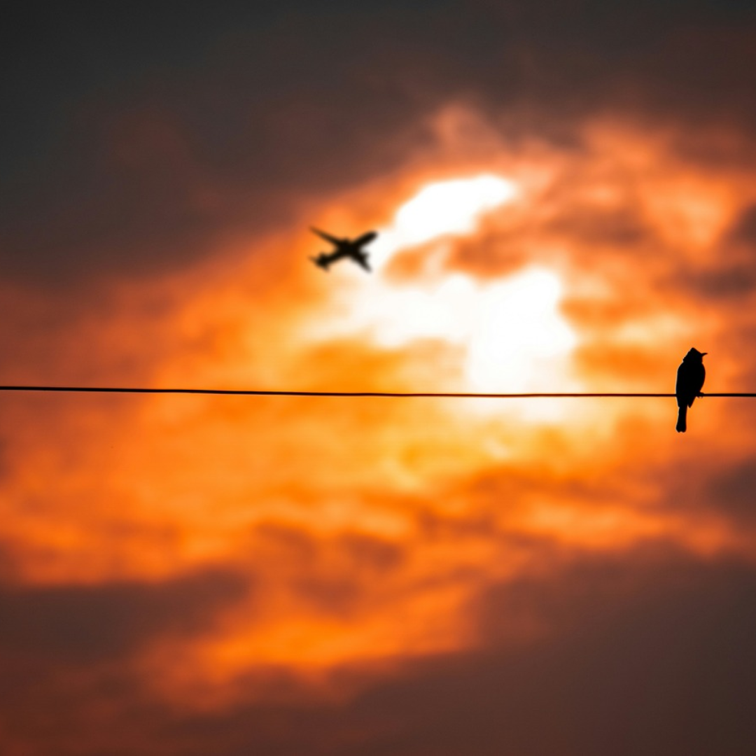 Aeroplane_power line_bird_sunset