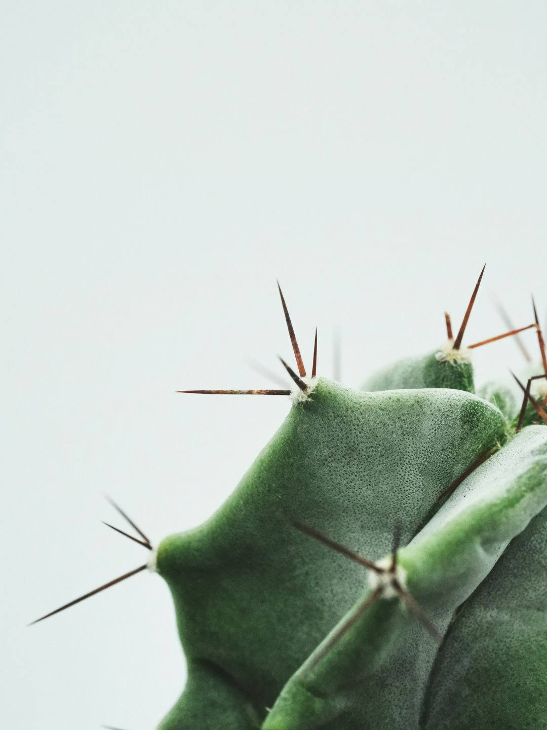 cactus up close