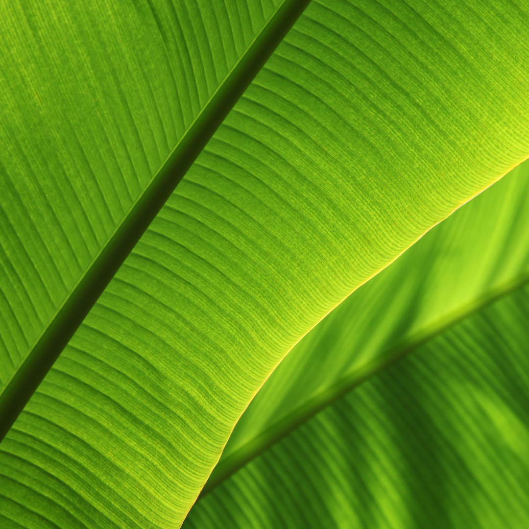 green tropical leaf