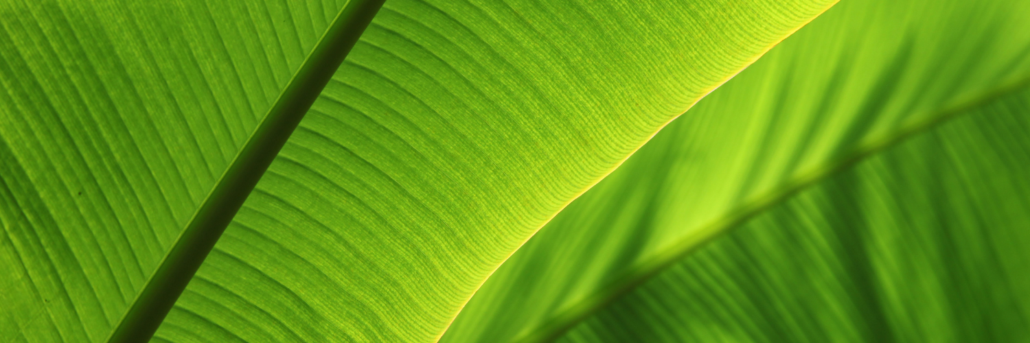green tropical leaf 
