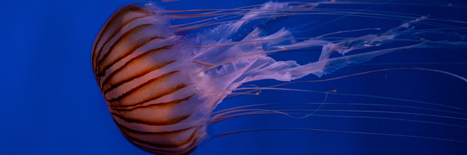close up of a jellyfish in a tank
