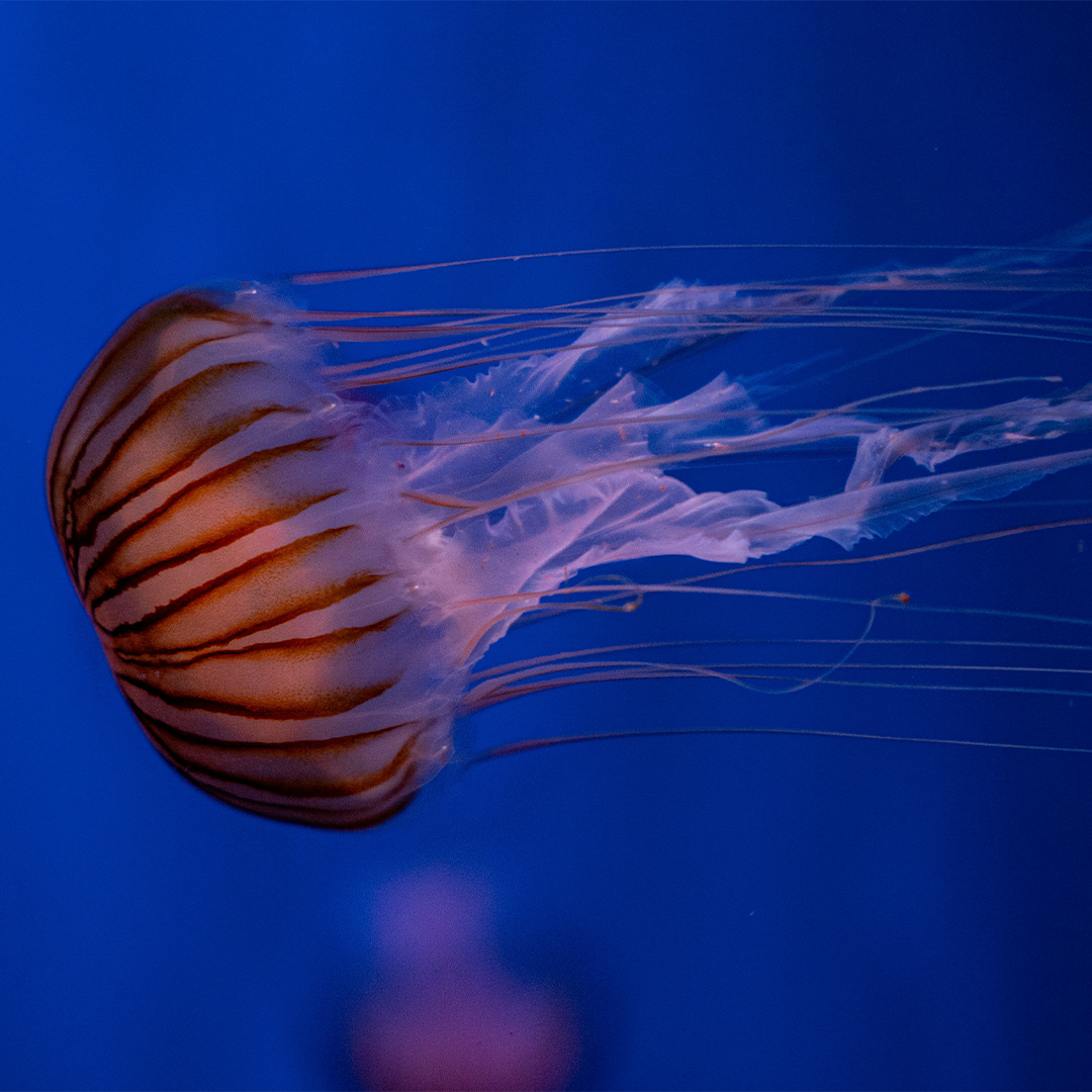 close up of a jellyfish in a tank