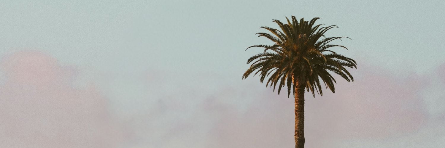 palm tree against pink clouds