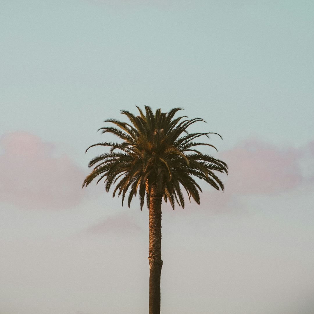 palm tree against pink clouds