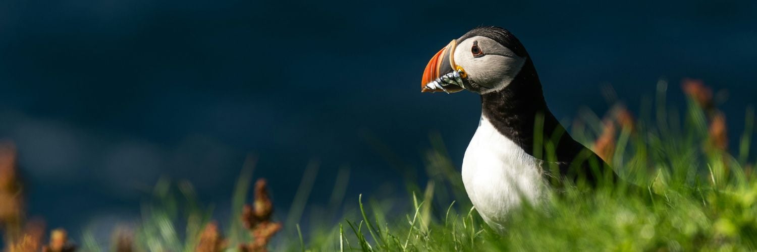 Puffin that just caught fish