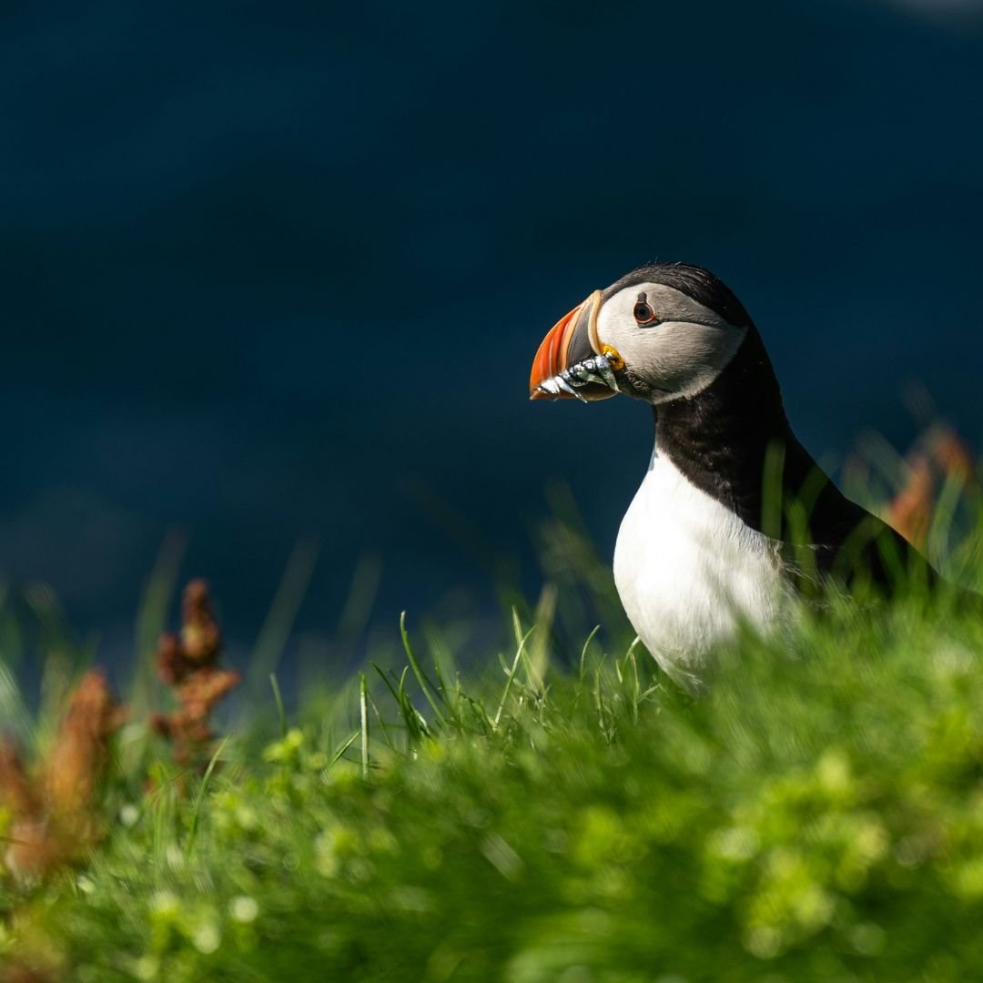 puffin that just caught fish