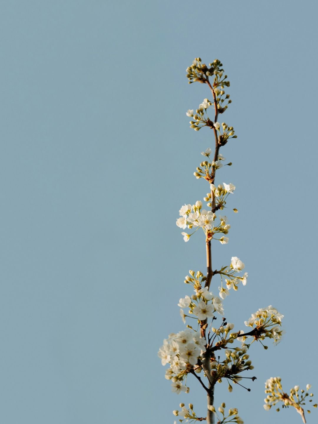 Cherry Blossom branch