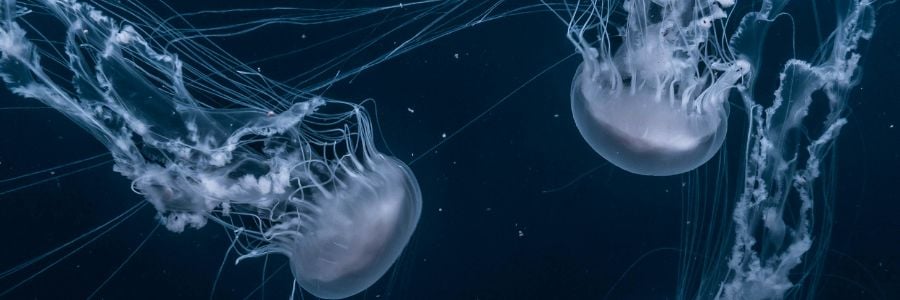 jellyfish