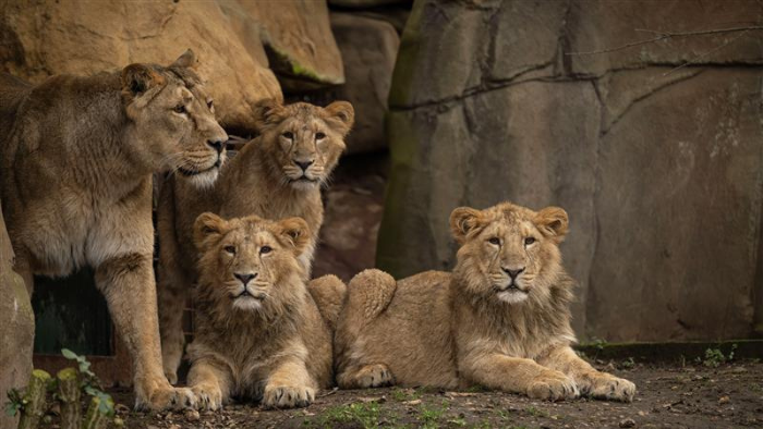 Arya the Asiatic lion with her grown-up cubs at London Zoo