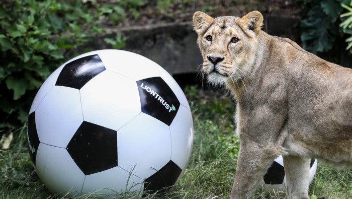 Arya at ZSL