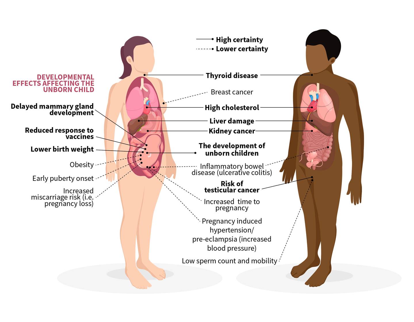Diagram of PFAS and links to other conditions in the body
