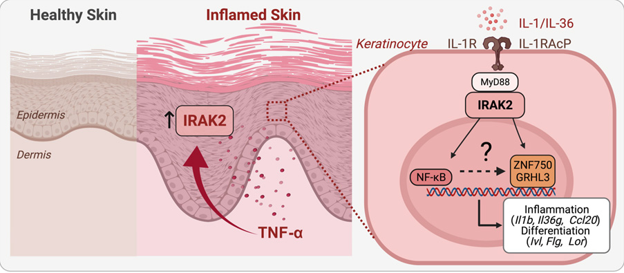 Régulation de l'inflammation