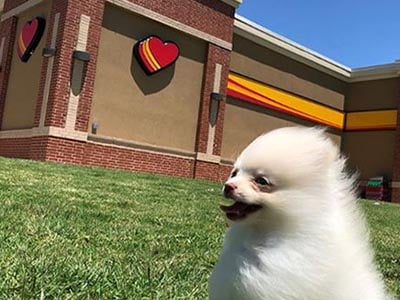 Pomeranian at loves travel stop