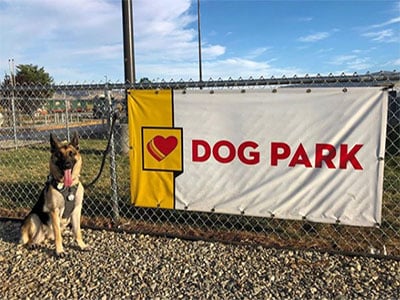 german shepard at loves dog park