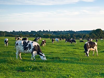 A photo of cows in a pasture