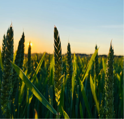 Reduction in Toxic Emissions