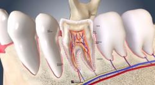 biodigital-human-snapshot-tooth-cross-section-cv-resized