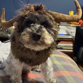 Keith's dog, Declan, dressed up for Halloween as a Highland cow.