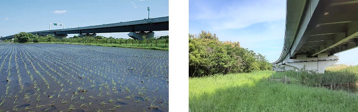 見沼たんぼ首都高ビオトープの風景