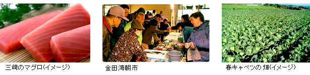三崎のマグロ、金田湾朝市、春キャベツの畑イメージ