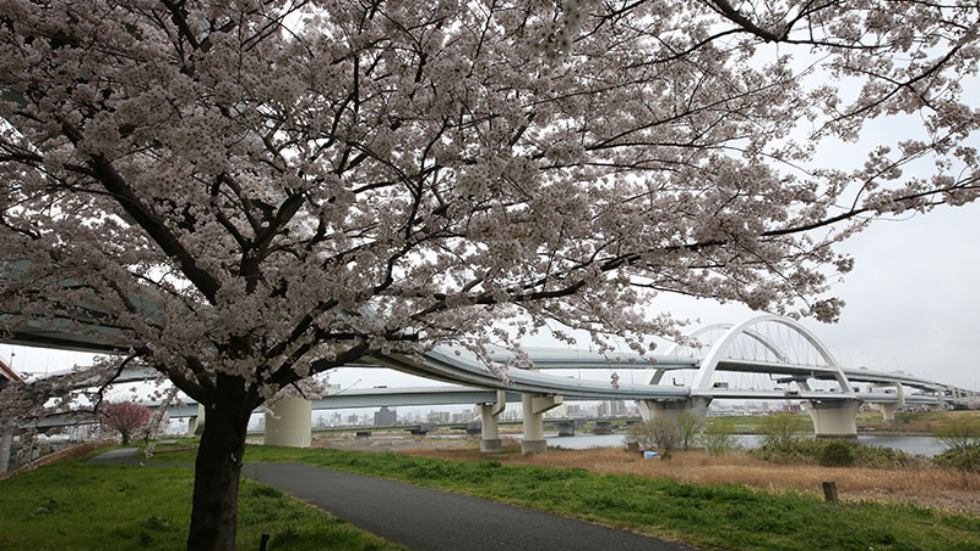 五色桜大橋