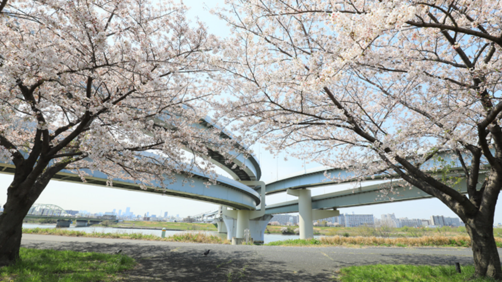 五色桜大橋